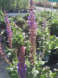 Salvia nemorosa 'Ostfriesland' 2L