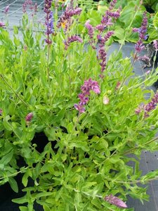 Salvia nemorosa 'Violet Queen' 2L