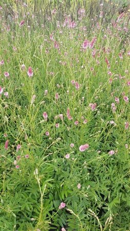 Sanguisorba offic. 'Pink Tanna' 2L - image 1