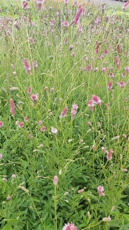 Sanguisorba offic. 'Pink Tanna' 2L - image 2