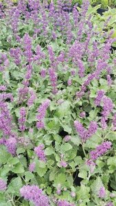 Salvia verticillata Purple Rain 2L