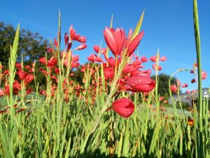 Schizostylis c. 'Major' 2L - image 1