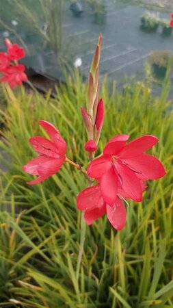 Schizostylis c. 'Major' 2L - image 2