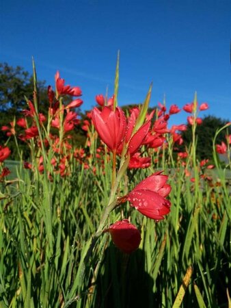 Schizostylis c. 'Major' 2L - image 4