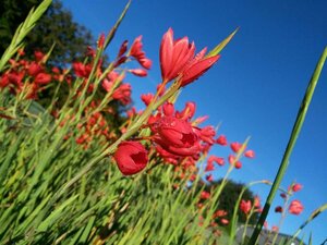 Schizostylis c. 'Major' 2L - image 5