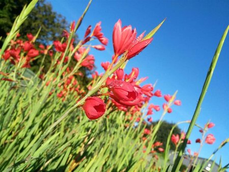 Schizostylis c. 'Major' 2L - image 6