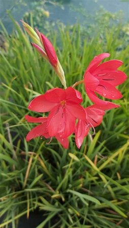 Schizostylis c. 'Major' 2L - image 7