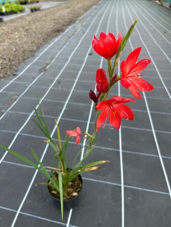 Schizostylis c. 'Major' 2L - image 9