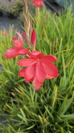 Schizostylis c. 'Major' 2L - image 8