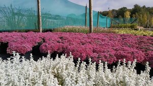 Sedum cauticola Coca Cola 2L