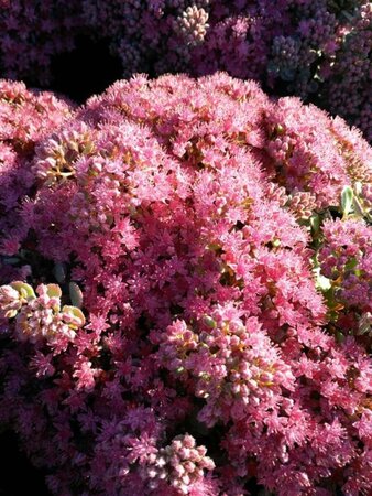 Sedum cauticola Coca Cola 2L - image 3