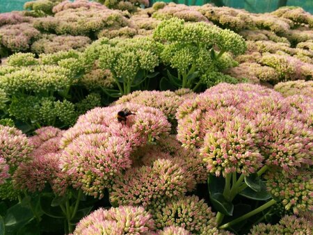 Sedum 'Herbstfreude' 2L - image 1