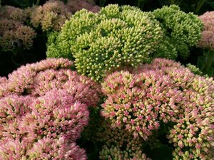 Sedum 'Herbstfreude' 2L - image 2