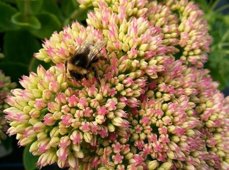 Sedum 'Herbstfreude' 2L - image 3