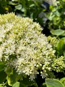 Sedum spectabile 'Iceberg' 2L