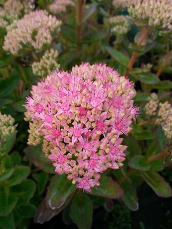 Sedum telephium 'Munstead Dark Red' 2L - image 1