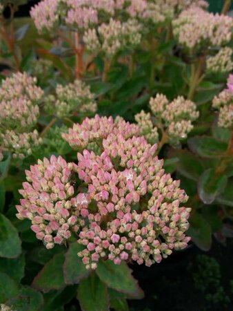 Sedum telephium 'Munstead Dark Red' 2L - image 2