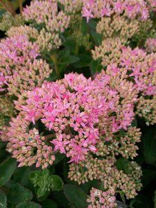 Sedum telephium 'Munstead Dark Red' 2L - image 3