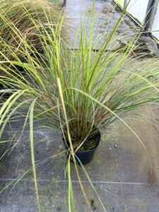 Stipa Arundinacea 3L