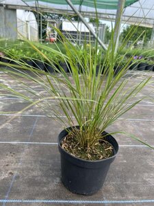 Stipa Arundinacea 3L - image 2