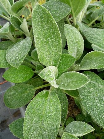 Stachys byzantina 'Big Ears' 2L - image 1