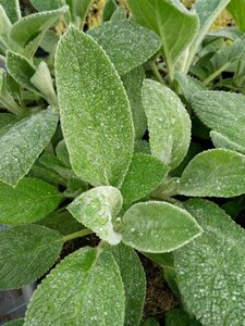 Stachys byzantina 'Big Ears' 2L - image 2