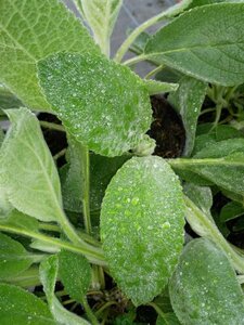 Stachys byzantina 'Big Ears' 2L - image 3