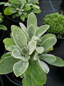 Stachys byzantina Silver Carpet 2L - image 1