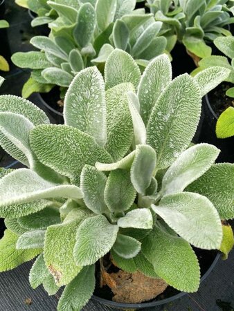 Stachys byzantina Silver Carpet 2L - image 2