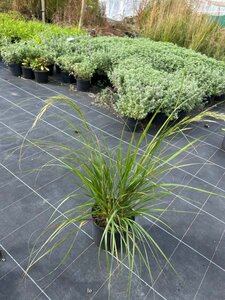 Stipa calamagrostis 3L