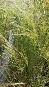 Stipa capillata 'Bridal Veil' 3L