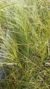 Stipa capillata 'Bridal Veil' 3L - image 2