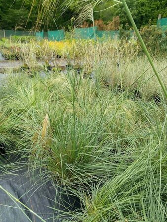 Stipa gigantea 3L - image 1