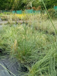 Stipa gigantea 3L