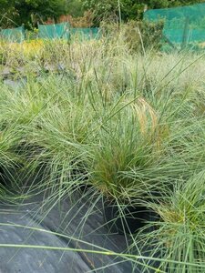 Stipa gigantea 3L - image 2