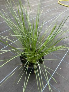 Stipa gigantea 3L - image 3