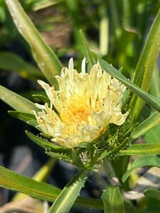 Stokesia laevis 'Mary Gregory' 2L - image 2