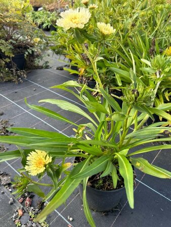 Stokesia laevis 'Mary Gregory' 2L - image 1