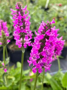 Stachys off. 'Summer Romance' 2L