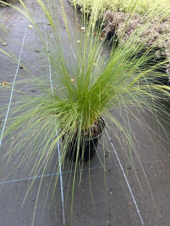 Stipa tenuissima 'Ponytails' 3L - image 5