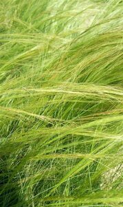 Stipa tenuissima 'Ponytails' 3L