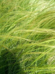 Stipa tenuissima 'Ponytails' 3L - image 2