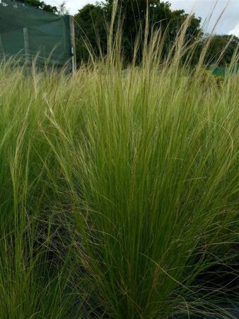 Stipa tenuissima 'Ponytails' 3L - image 3