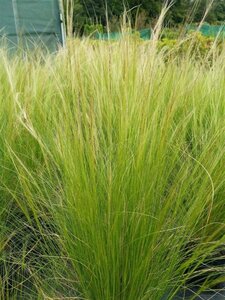 Stipa tenuissima 'Ponytails' 3L - image 4