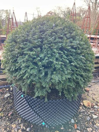 Taxus baccata 1.2M Dome Wire RB