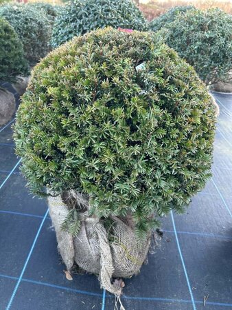 Taxus baccata 50cm Ball 20L - image 2