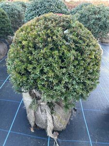 Taxus baccata 50cm Ball 20L - image 2