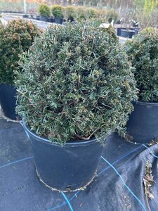 Taxus baccata 40cm Ball 20L - image 2