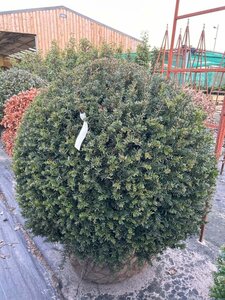 Taxus baccata 100-110CM Ball Wire RB - image 2