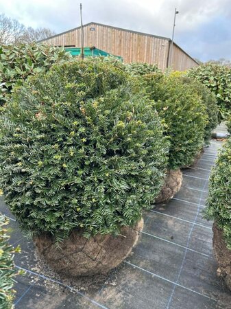 Taxus baccata 70-75CM BALL Root Ball